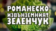 Романеско – извънземният зеленчук