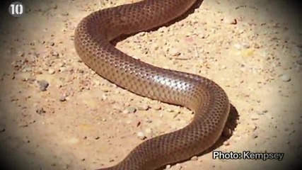 10-те най-отровни змии