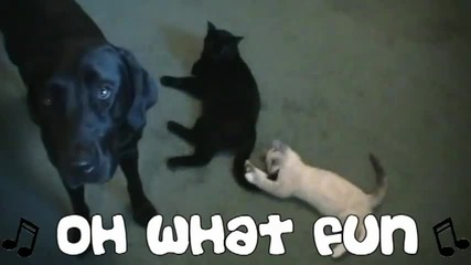 Christmas Kitty Song