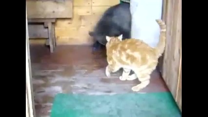 Малко мече си играе с котка 