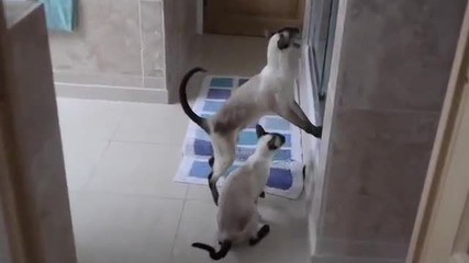Сиамски котки не оставят стопанката си спокойно да се изкъпе в банята