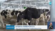 Построиха кравеферма за милиони в университета в Мичиган
