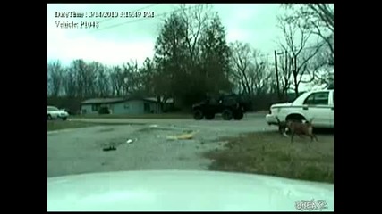 dogs - attack - and - chew - on - patrol - car