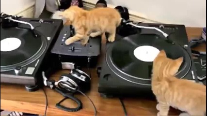 Dj Котки