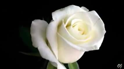 For You My Friends
