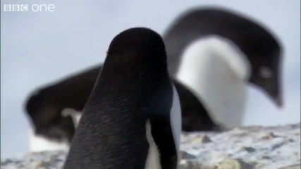 Наказателни пингвини - Антарктида...
