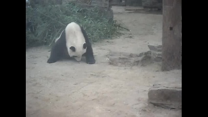 мечки панда 