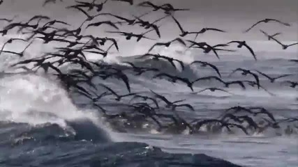 Красотата на природата - Sarah Brightman - Fly & Eden