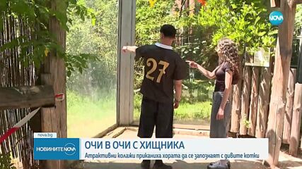 Къде е пумата: От градския транспорт напомнят кои линии се движат до зоопарка със забавен колаж