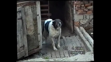 каракачанско куче
