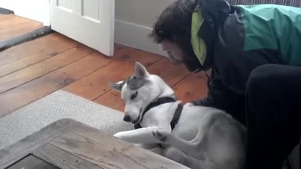 Куче не иска да става!