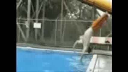 Опитайте да не се смеете голям смяхх