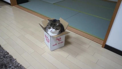 A box and Maru.