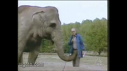 Доста палав слон