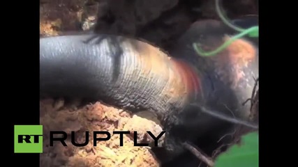 Индия: Слонче бе спасено от копачи след като е паднало в изоставен кладенец