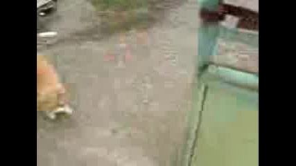 Сашо.3gp