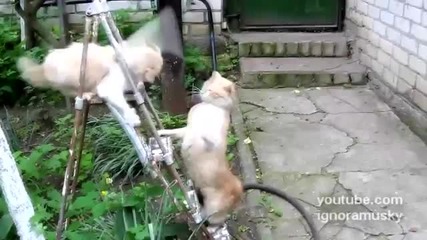 Епическа битка на... стълбата