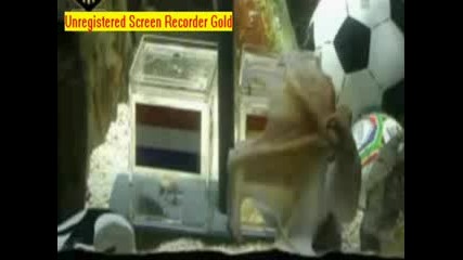 Октопода Паул позна мача Испания vs Холандия Световното по футбол 2010 