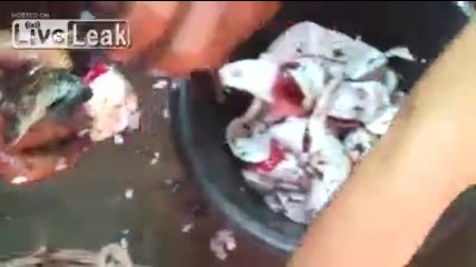 Излюпване на крокодилчета в Камбоджа