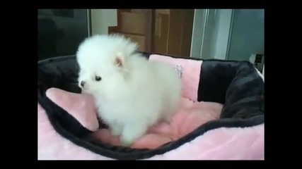 Hellopuppy tiny teacup sized Pomeranian!