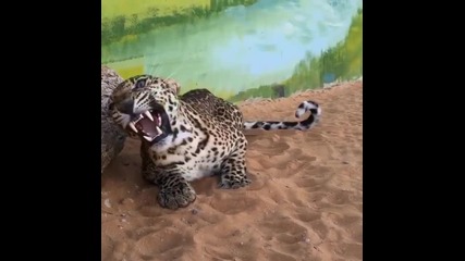 Leopard roar