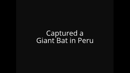 В Перу хванаха гигантски прилеп (видео)