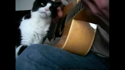 Guitar Loving Cat