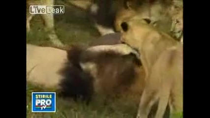 приятелството между човек и 38 лъвове 