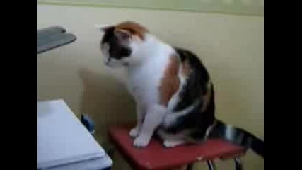 Коте се нерви с принтер
