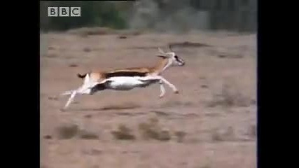 Bbc Cheetah Problems - 5 Big Cats and a Camera 