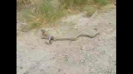 Луда катеричка атакува змия! ;д