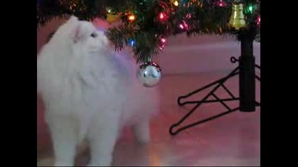 Бяло Котенце Си Играе Със Елхата