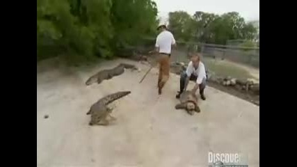 Alligator Snapping Turtledirty Jobs 