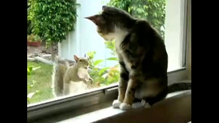 Коте дебне катеричка през прозореца дни наред