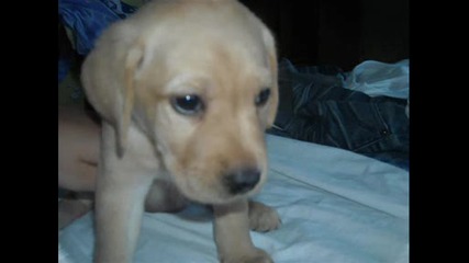 Kaira - my Labrador Retriever