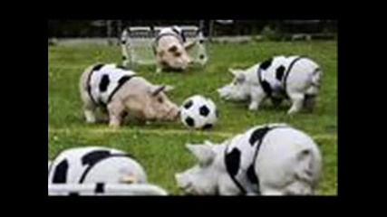 6d8bbee8.flv