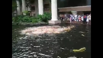 Хранене на гладни риби