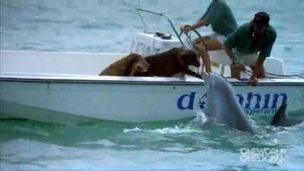 Куче получава морска целувка от... Делфин!