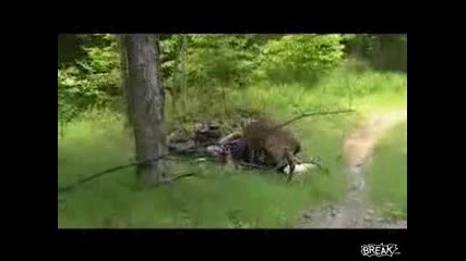 Луд Елен Атакува Дебел Гeй 