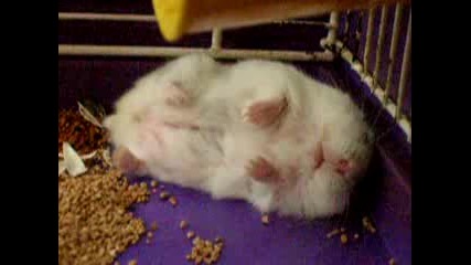 spqsht hamster 2