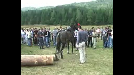 sabora iundola 2011 konno sastezanie