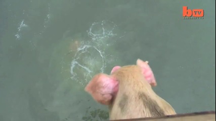 Смях - Китайски Фермер кара прасетата да се гмуркат