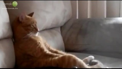 Котка-меломан релаксира пред телевизора