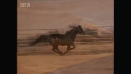 The Roses of the Desert - Beautiful Arabian Horses - Wundersch 