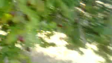 Pitrak Gibi Kizilciklar 2017 Hd
