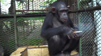 Смях!.. Шимпанзета Пушат Цигари