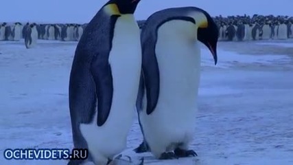 Пингвините също плачат ..
