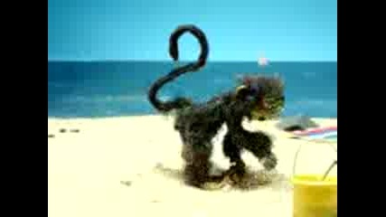 Monky