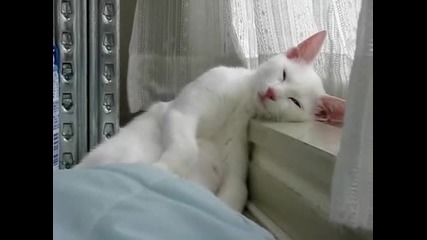 котка спи много смешно