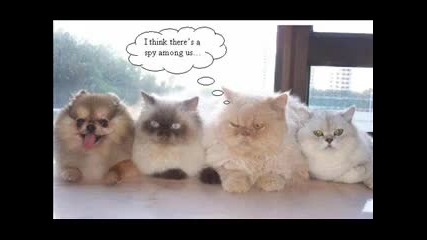 Смешни котки